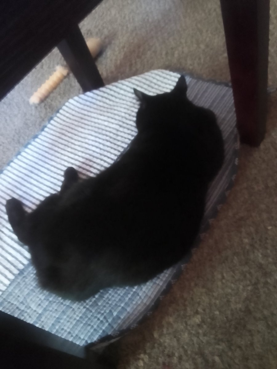 My cat is getting fat. 🤭