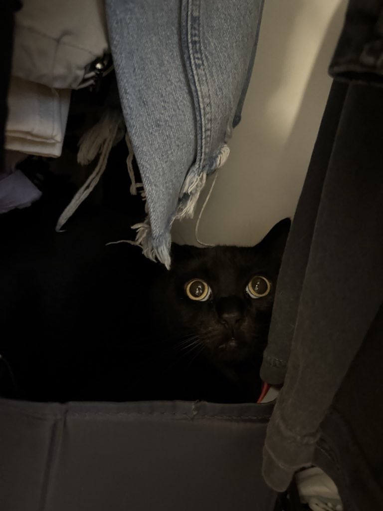 . <a href="/momosfavethings/">Momo</a> adopted our first cat together, Kater Lysator “Lysi” , six years ago today and he is the softest cuddle buddy ever. And he also can jump and open the closet door, which means he can find “box.” 
Adopt, don’t shop. Shelters are overflowing. Find your buddy.