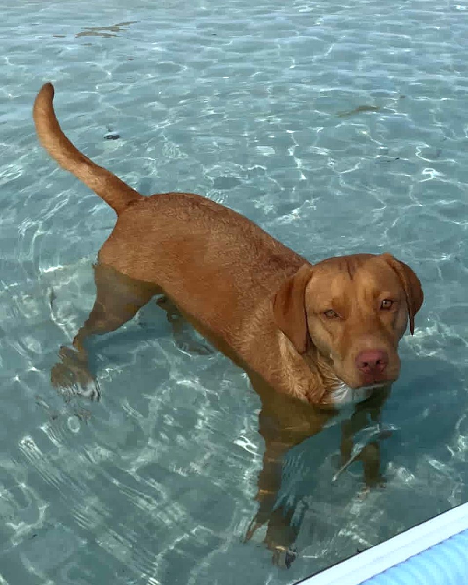 PotcakeNFT's tweet image. Potcake SANDS Available in Jupiter, Florida
Sands is an Abaco Potcake living in Jupiter, Florida. Sheβs about 3 years old and doesnβt get along with the other dog in the home. So, weβre looking for a new furever home where she can be the only dog. Please reach out for more info.β¦