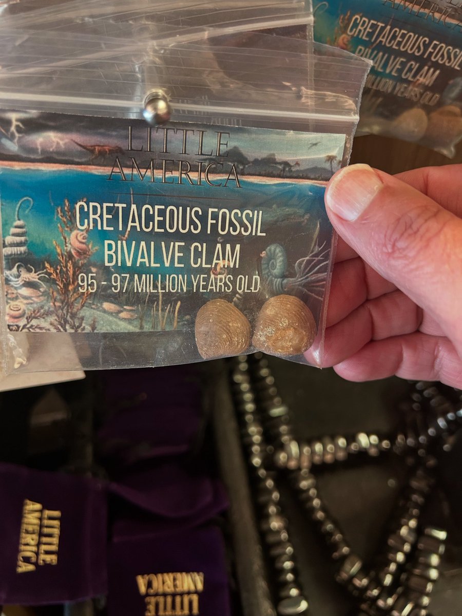madscienceskill's tweet image. Happy #FossilFriday