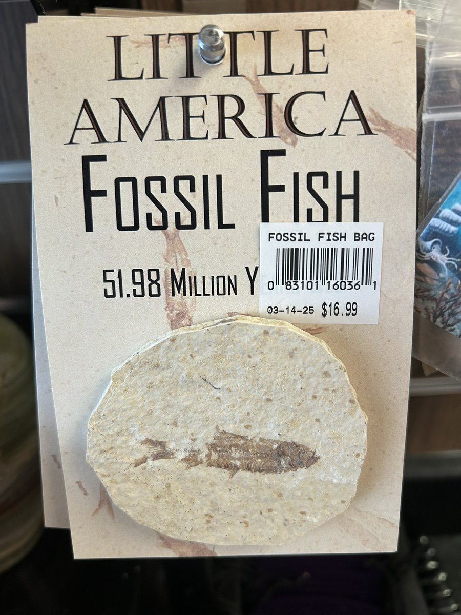 madscienceskill's tweet image. Happy #FossilFriday