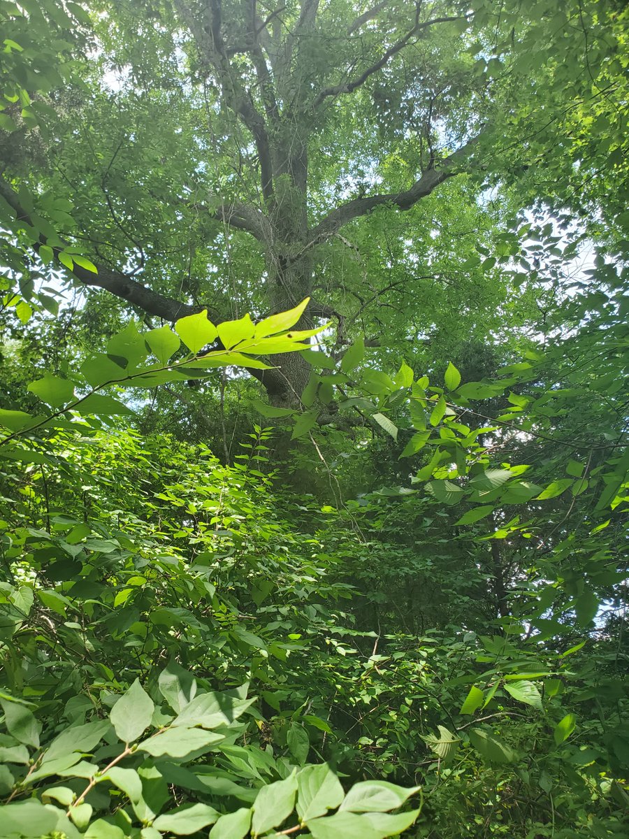 orbison_goy's tweet image. Hot today but the goats & I are down in the woods so its shady & cool. Theyre helping clear briars, overgrowth, etc by chowing down. It's a good feeling knowing that Im working, living on & tending to the same land & woods that my family was a couple hundred years ago. Blood&Soil