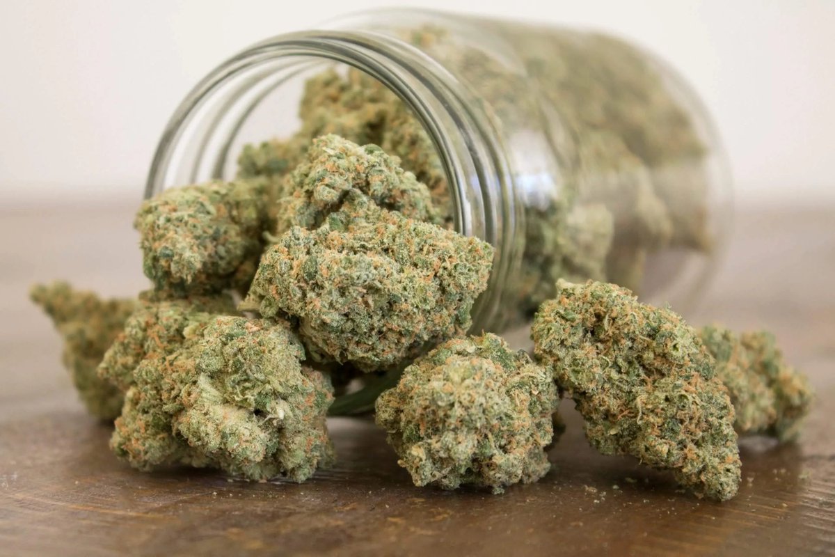 What’s Indica? 🌿
Indica comes from dry regions like India &amp; South Africa. It’s known for a “skunky” smell and usually has a 1:1 CBD-to-THC ratio — more CBD than Sativa. Fun fact: Indica is also called hemp! #Cannabis #Indica