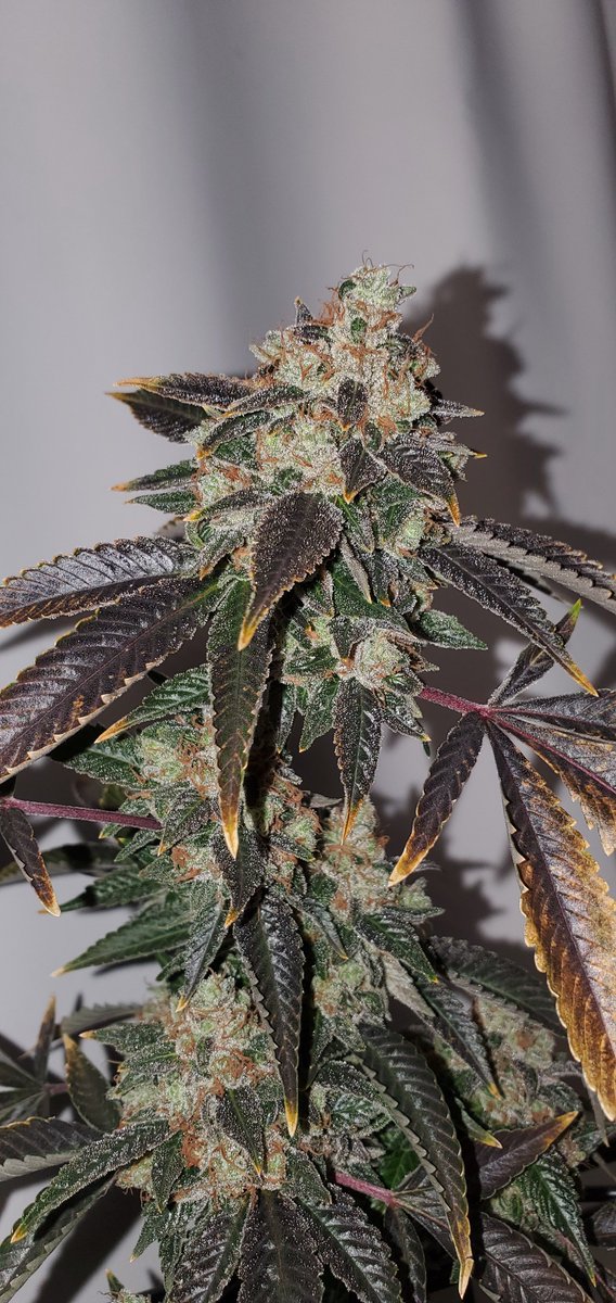 HigherGradeHerb's tweet image. East Coast Sour Diesel
85 days of flower.