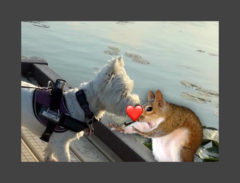 🎵 I kissed a squirrel and I liked it 🎶 😜🐿️ #ZSHQ    #dogsoftwitter