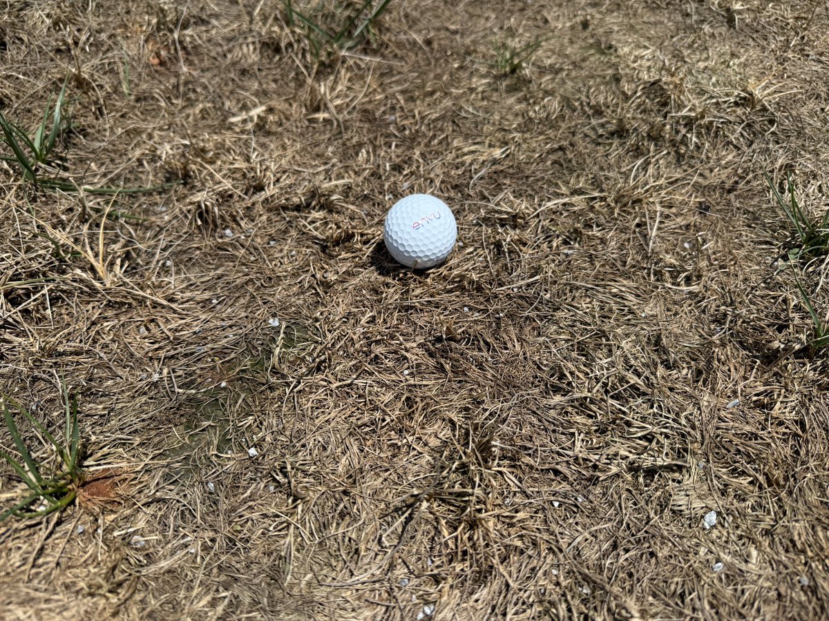 Understanding the disease triangle can help illustrate why there is minimal active gray leaf spot in this check plot. All three components must be present at the same time. In this case, the host is absent, breaking the cycle.