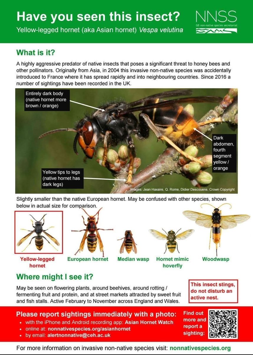 britishbee's tweet image. W/E 25.7

10 more reports

Total 78 Sightings

Kent
Harrietsham, Maidstone
Betteshanger
Langdon Cliffs, Dover
Church Hougham
 
E Sussex
Hastings
 
W Sussex
Wakehurst
 
Dorset
Verwood
 
4 nests 
Whitstable, Kent
Sissinghurst, Kent
Rochester, Kent 
Verwood, Dorset

28 nests 2025