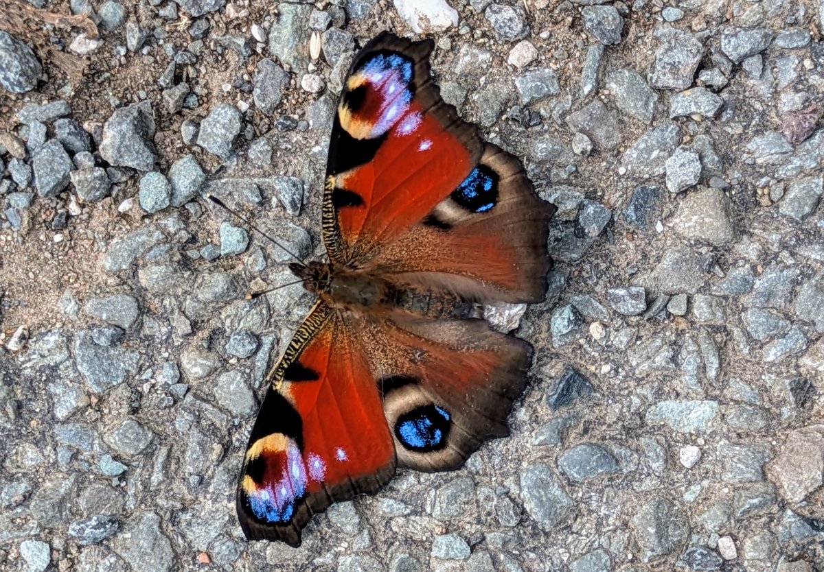 pam_mcinnes's tweet image. #FlutterbyFriday A peacock butterfly basking on the ground on Scout Scar, S. Cumbria.