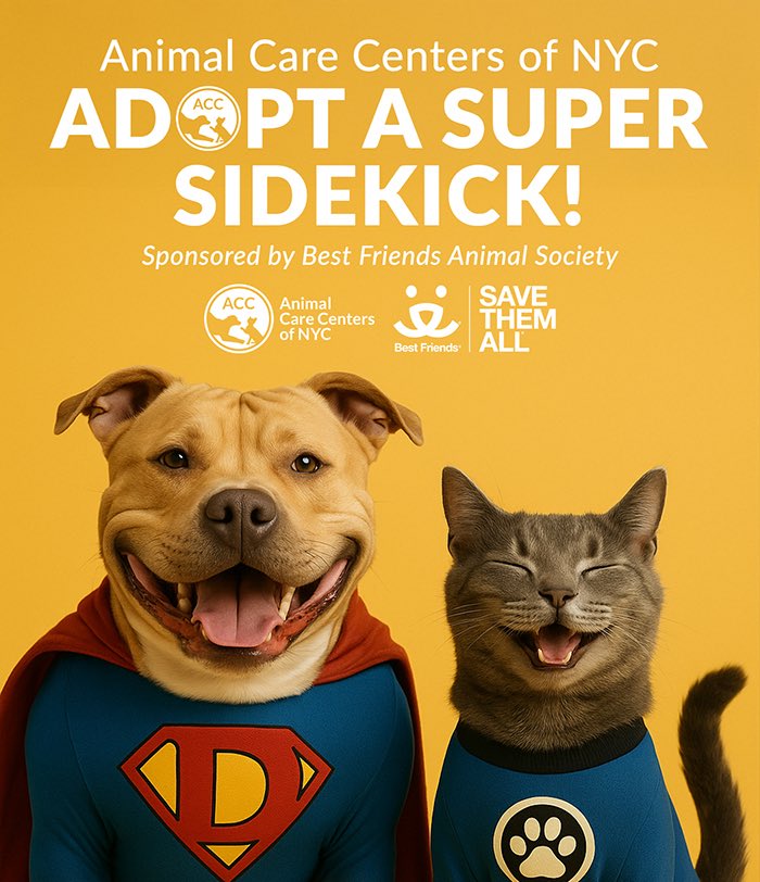 CMErikBottcher's tweet image. 🦸 Adopt a Super Sidekicks! 🐾 Be a hero—adopt a pet this weekend at ACC. Large dogs & adult cats are waiting for love. Give a pet the happy ending they deserve. Find your new best friend at nycacc.app ❤️ #AdoptDontShop