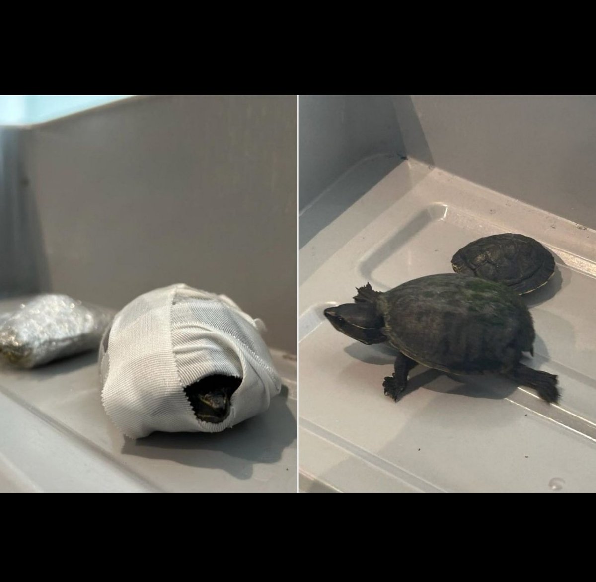 🛫😳 في مطار ميامي
ضبطت سلطات TSA امرأة تُحاول تهريب سلحفتين حيّتين داخل صدرها ملفوفتين بشريط طبي وبلاستيك
عُرضت الصور على وسائل التواصل بعد التفتيش سلحفتان مغطاتان وضُبطتا داخل حوض الأمتعة

#أخبار_غريبة #TSA #تهريب_حيوانات #سلحفاة #Miami
#يوم_الجمعة
#مساء_الخير 
#ساعه_استجابه