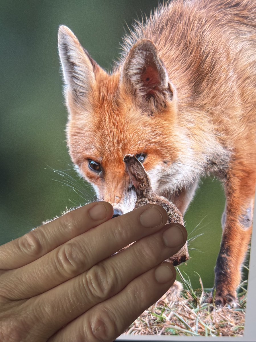 Paul__Browning_'s tweet image. Should I post this photo of a fox catching a bunny rabbit ? 
Unfortunately it’s something I have to see happen often.. and it’s never nice! 

..but, 

I also don’t want to upset anyone.

Thoughts? 💭#WildlifePhotography