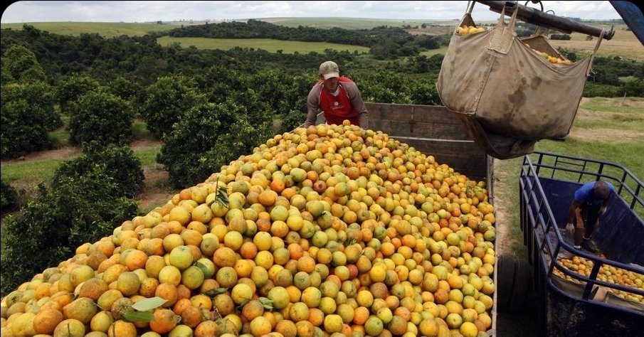 ThiagoResiste's tweet image. URGENTE!! Produtores disseram à CNN que vão deixar laranja APODRECER NO PÉ em vez de vender mais barato no mercado nacional!!
Esse é o capitalismo, esses são os "empresários bonzinhos"!!
SÃO LIXOS HUMANOS!!
RESPECT BRASIL TRUMP
EDUARDO BOLSONARO TERRORISTA