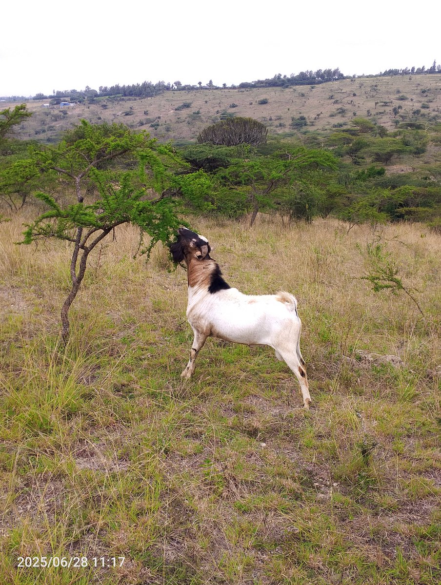 incognito (@elija_incognito) on Twitter photo <a href="/pksalasya/">Hon. Peter Salasya</a> Can you invest in livestock farming ,like goats,heifers and Rams ,we have big land free and the market is all ready ,the good thing with it is they appreciate with time,then I resell them after one year with double or thrice the price . <a href="/pksalasya/">Hon. Peter Salasya</a> Can you invest in livestock farming ,like goats,heifers and Rams ,we have big land free and the market is all ready ,the good thing with it is they appreciate with time,then I resell them after one year with double or thrice the price .