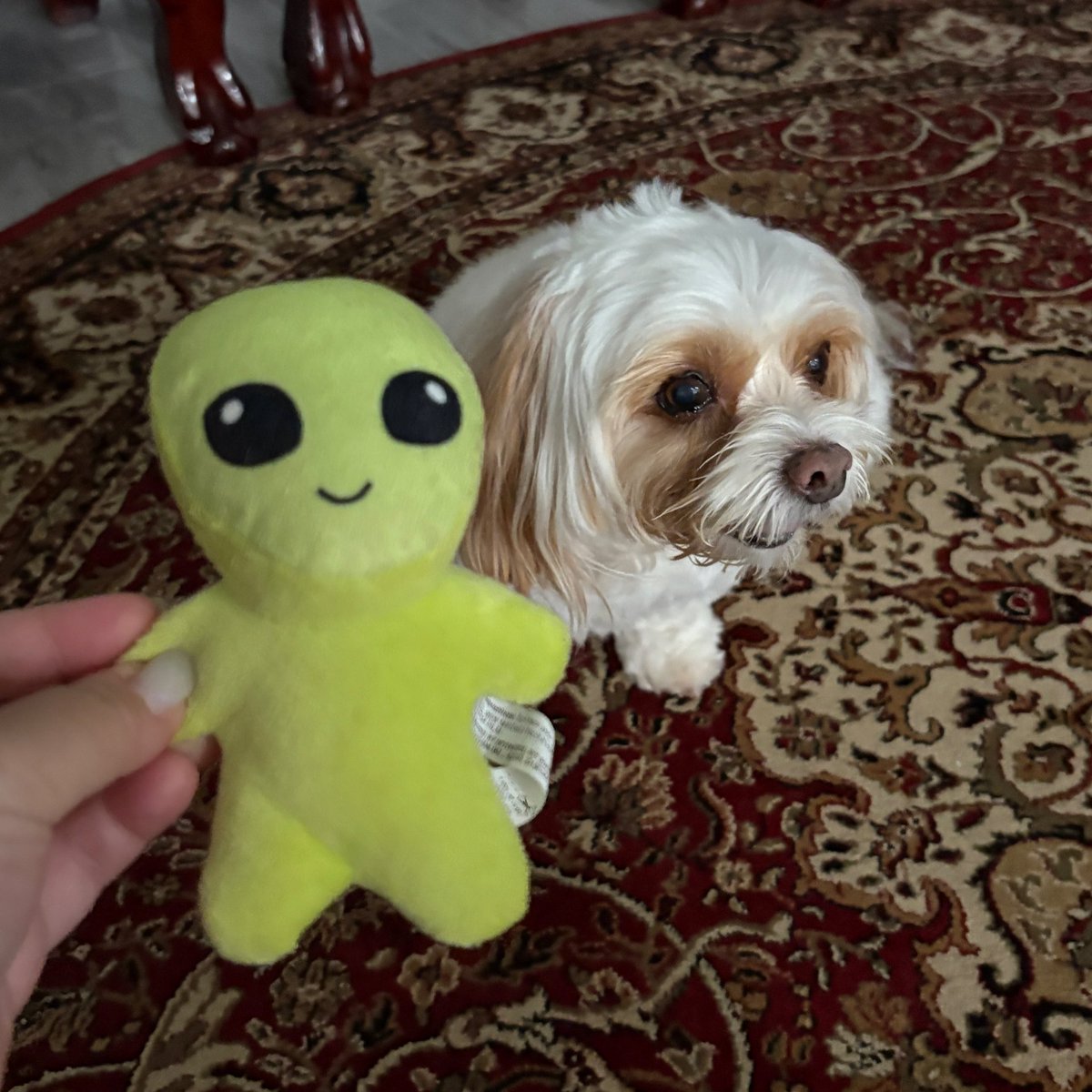 doyu_u's tweet image. TGIF the number of times i wanted to jump off a cliff have gone up exponentially it's just me n this anxious dog all weekend