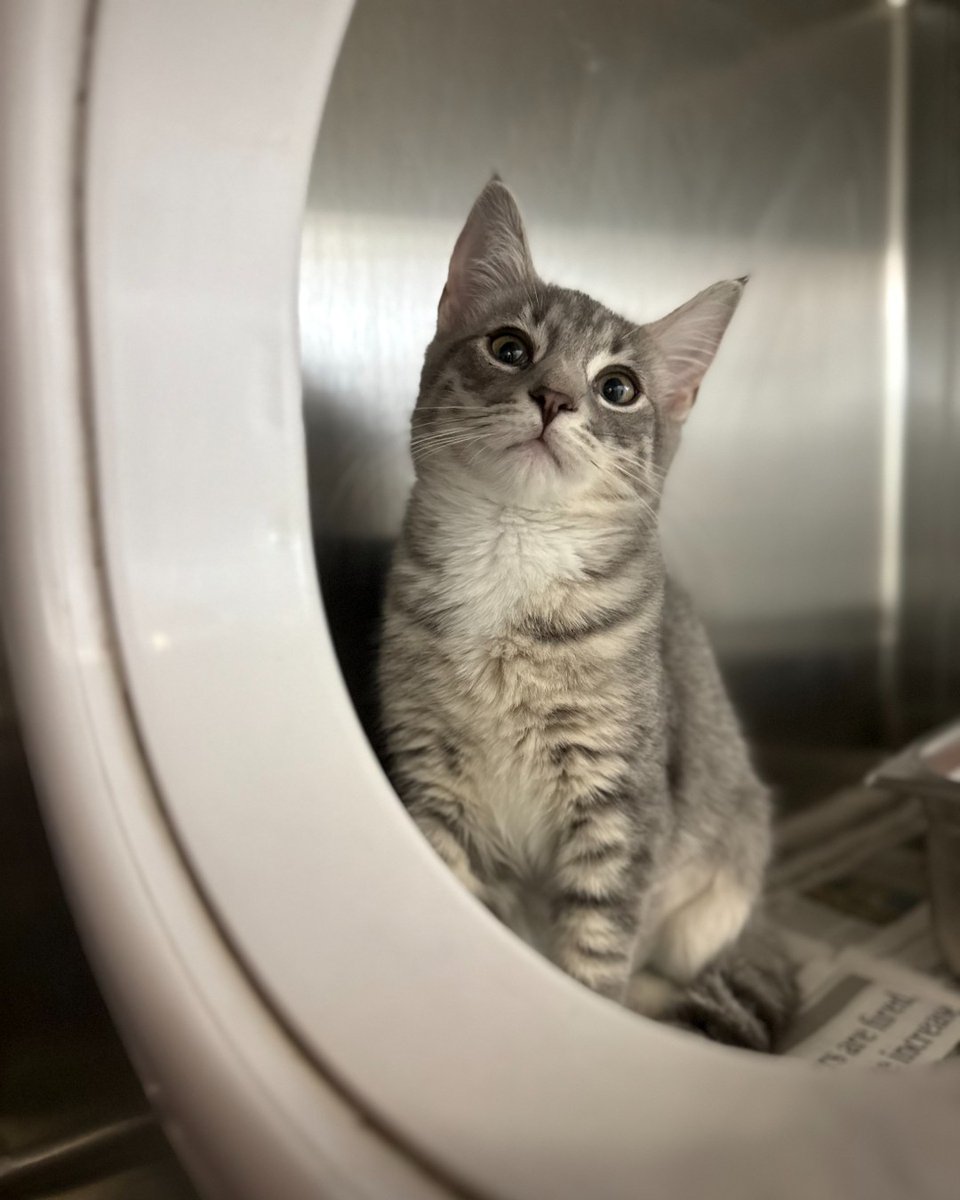 YourSPCA's tweet image. Primrose sees all. Says nothing. Judges just a little.