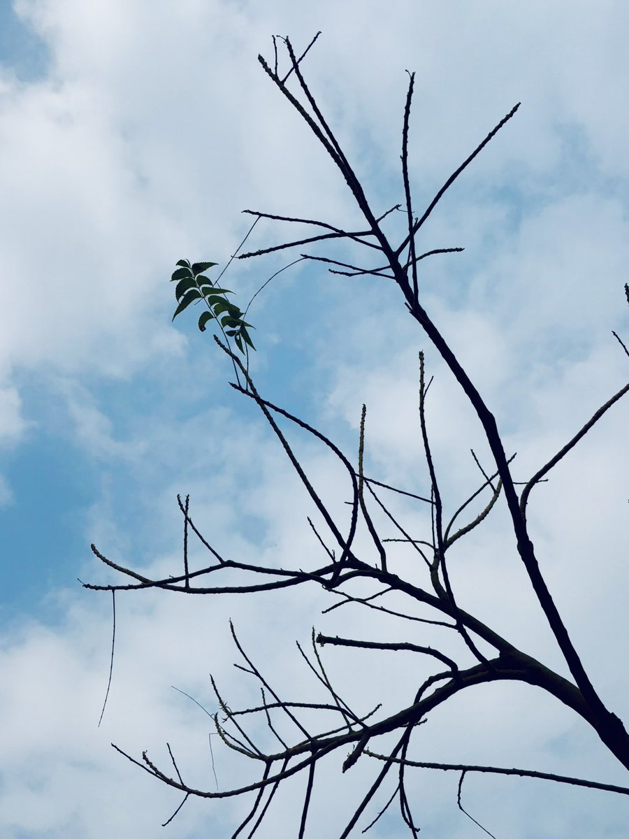 the_sidhdharth's tweet image. There’s always a hope 🌱 

#iQOOZ10R 
#FullyLoadedfor4KVlogging 
@nipunmarya @IqooInd 

1️⃣ @shiin_chan76 
2️⃣ @prashpatel_ 
3️⃣ @shivams009 
4️⃣ @CADeepk 
5️⃣ @Sruusti