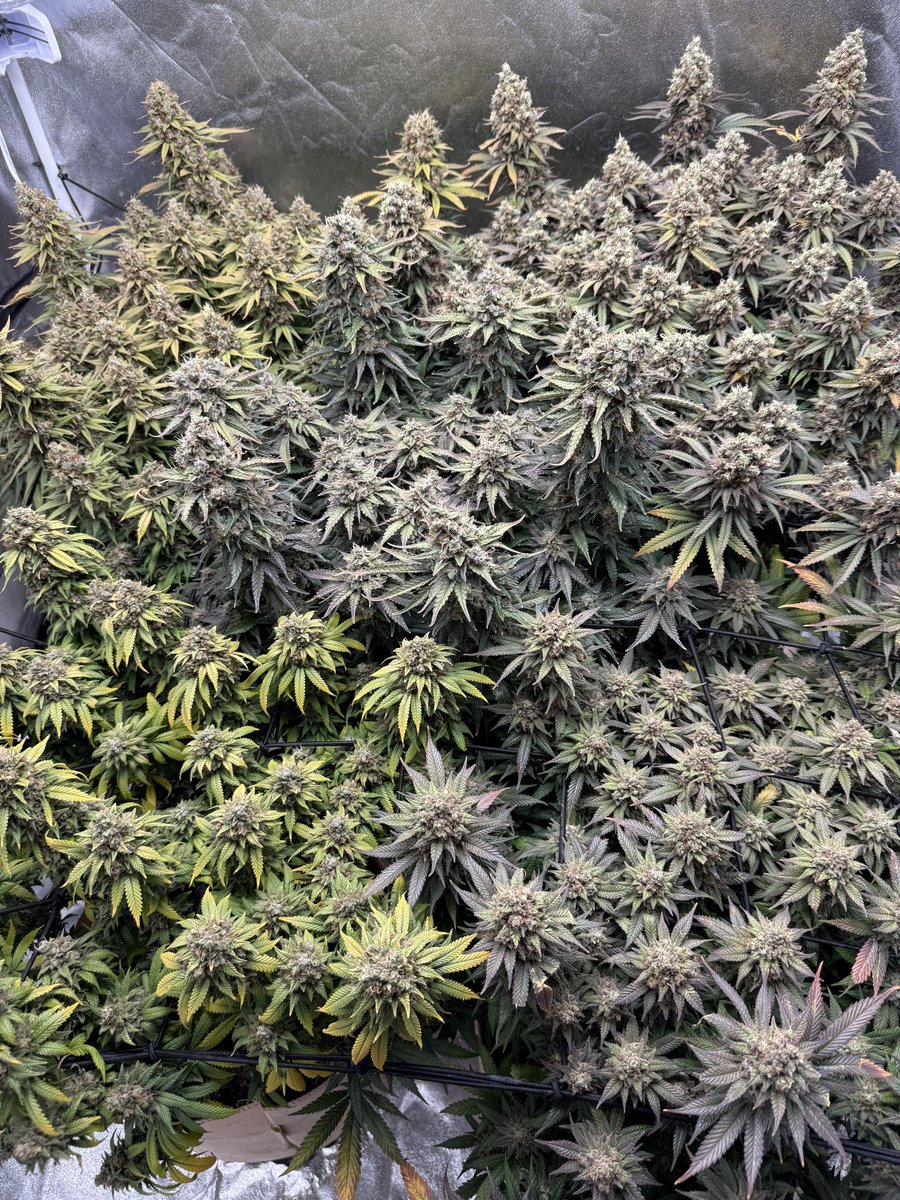 SendNutes's tweet image. Grow your own, damn it!