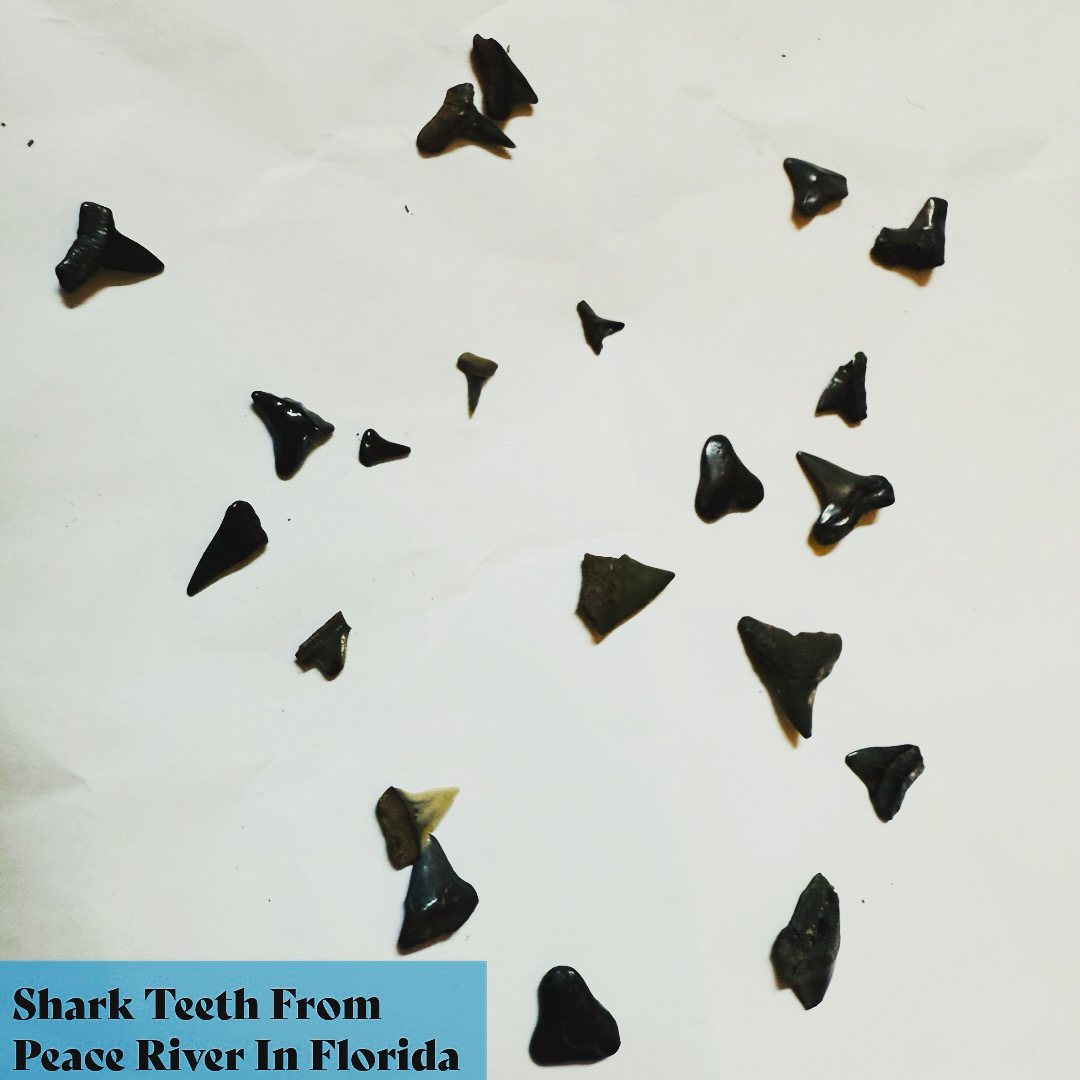 Since it’s Shark Week and the 50th anniversary of Jaws, thought we’d share this. #poinsettiagroves