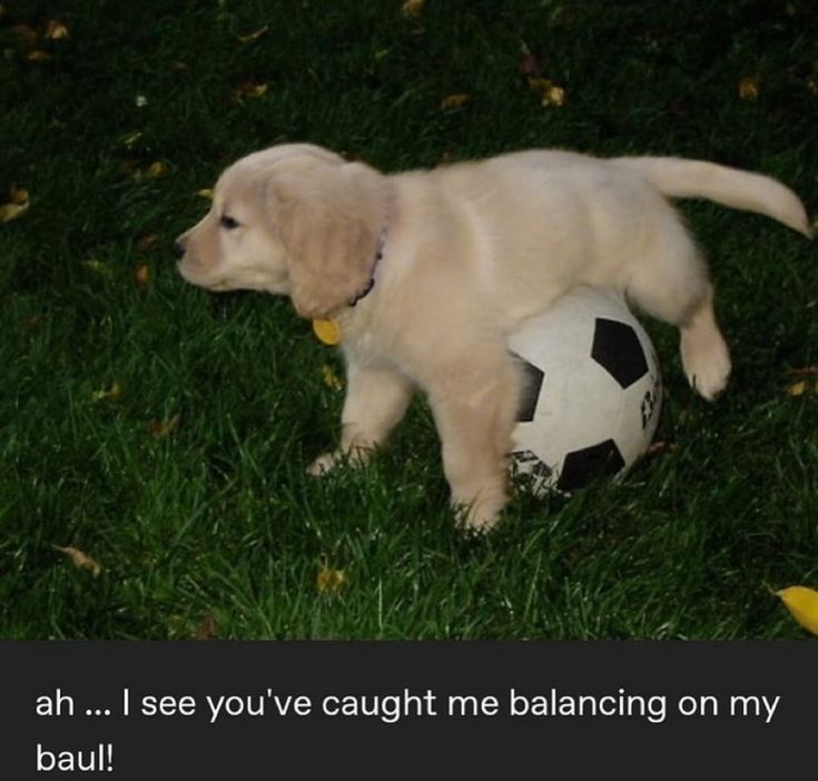 nesstwt's tweet image. anytime ness looks distressed i think abt this image of a puppy