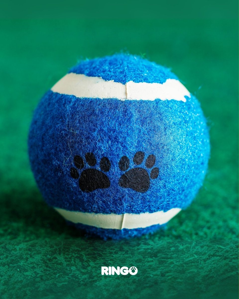 efectoringo's tweet image. ¿Cuáles son los 4 fantásticos de tu perro? 👇 Cuéntanos.