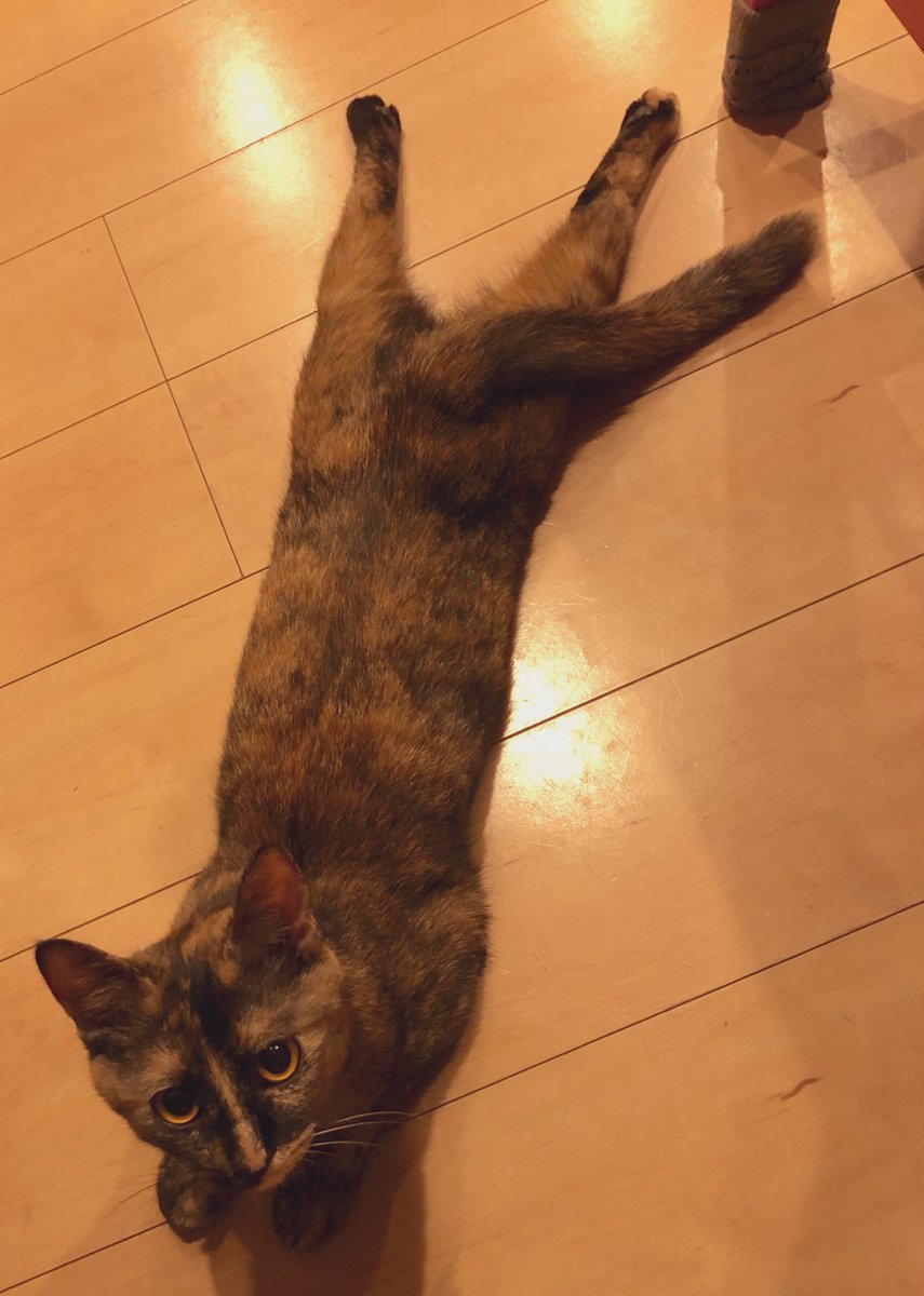 もうそろそろ寝るニャ😼
