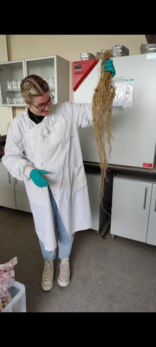 EithneBrowne's tweet image. #Shovelomics on our @Root2Res trials is complete ✅ Trials seek to develop cultivars w/ abiotic stress tolerance. Thanks to the hard work from the Johnstown and Oak Park teams. Microbe community composition &amp;amp; functioning, enzyme activity, genomics &amp;amp; harvest analysis next!
