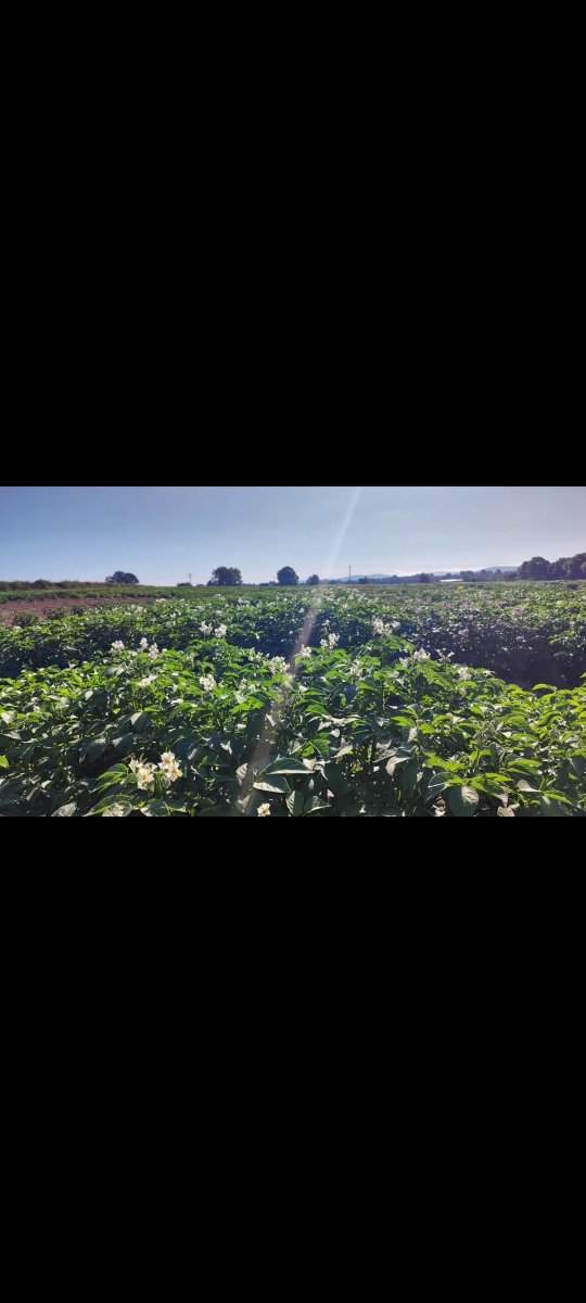 EithneBrowne's tweet image. #Shovelomics on our @Root2Res trials is complete ✅ Trials seek to develop cultivars w/ abiotic stress tolerance. Thanks to the hard work from the Johnstown and Oak Park teams. Microbe community composition &amp;amp; functioning, enzyme activity, genomics &amp;amp; harvest analysis next!