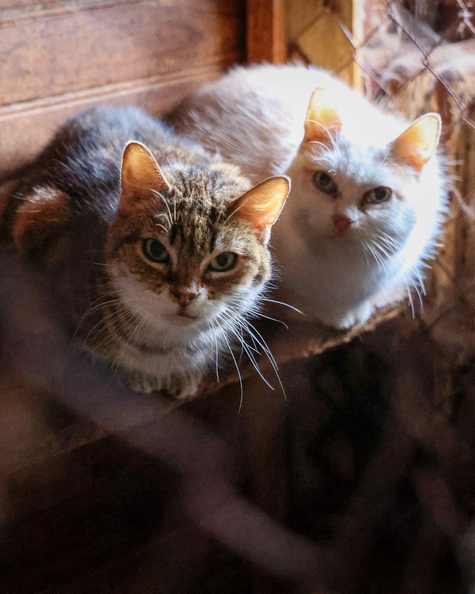 Retour sur le sauvetage de grande ampleur mené en janvier 2025, qui avait permis de sauver près de 90 animaux.​

Cette saisie a durablement marqué les esprits de nos équipes présentes sur place tant les conditions dans lesquelles les animaux étaient détenus étaient insoutenables.