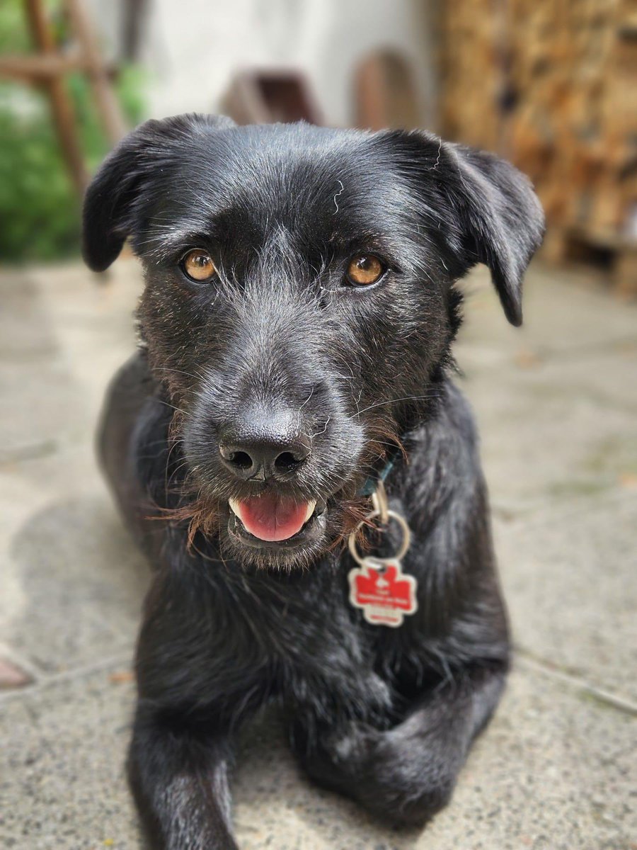 GillyMeeky's tweet image. Alice went to Germany in October 2024 and was adopted in November 2024. Got a lovely update for her today. She is very much settled with her family and they absolutely adore her.
I think you'll agree she looks amazing. Her coat almost looks blue. She looks in amazing condition…