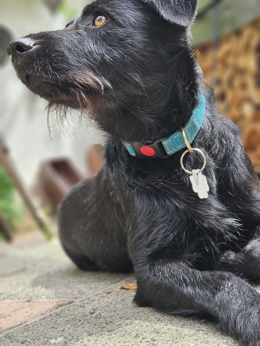 GillyMeeky's tweet image. Alice went to Germany in October 2024 and was adopted in November 2024. Got a lovely update for her today. She is very much settled with her family and they absolutely adore her.
I think you'll agree she looks amazing. Her coat almost looks blue. She looks in amazing condition…