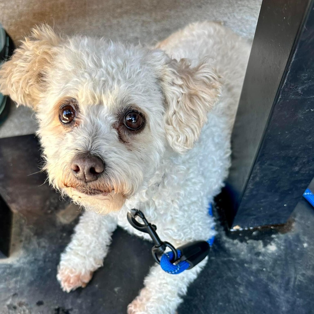 Tulips for Tail-Wags with Prairie Ales and Great Plains SPCA starts in just a few hours! Come enjoy 9 delicious taps, live music from Scotty Eggleson, small swag and raffles, and let's support an amazing cause together 😄🐾 See you at 5PM!