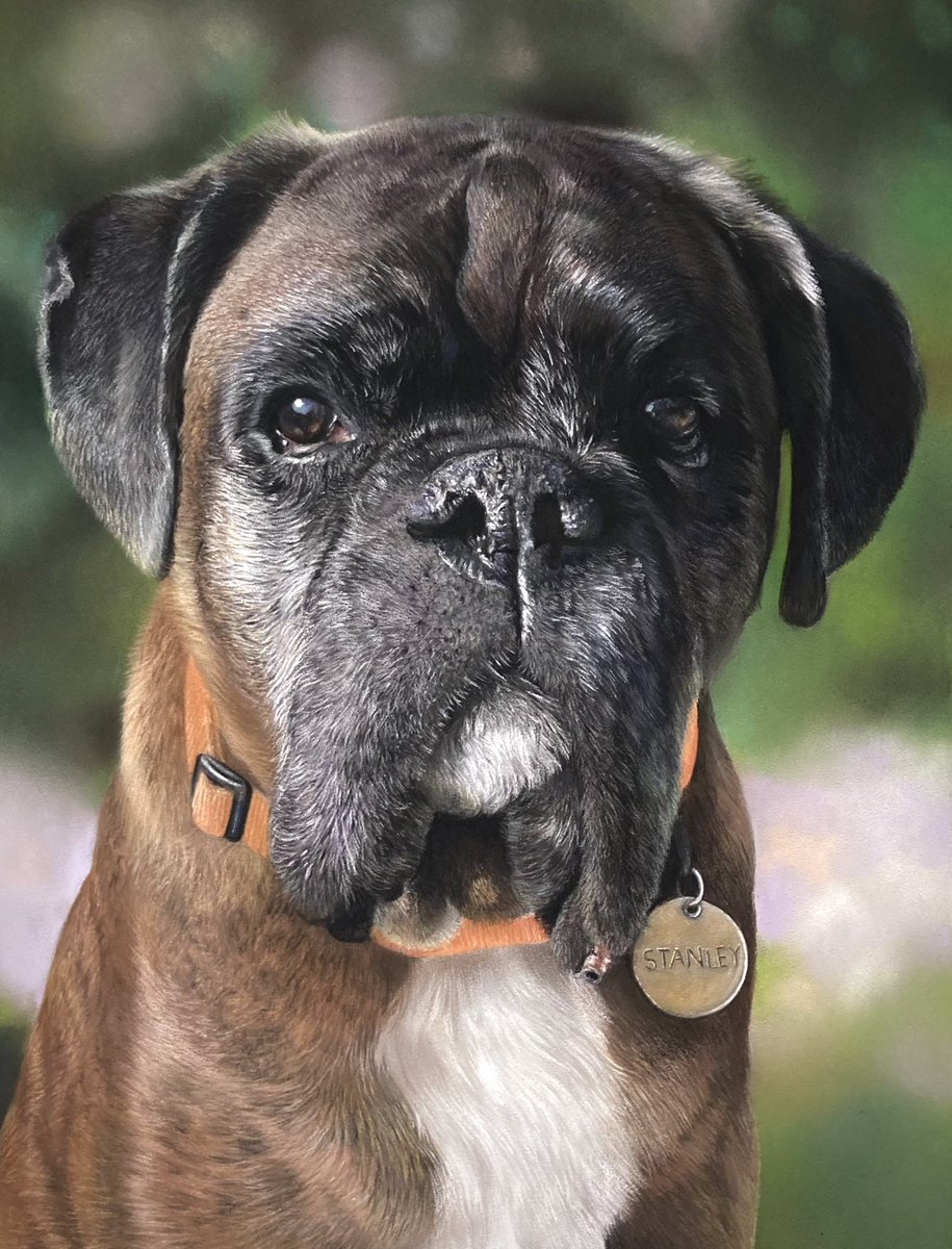 The extremely cute "Stanley"somewhere near the finish line, will go over and clean a few areas up but nothing too noticeable. Have a great weekend everyone 🙂.Pastel pencil and soft pastel on pastelmat. 
#art #dogart #dogartist #dogdrawing #boxerdog #pastelart #artwork #drawing