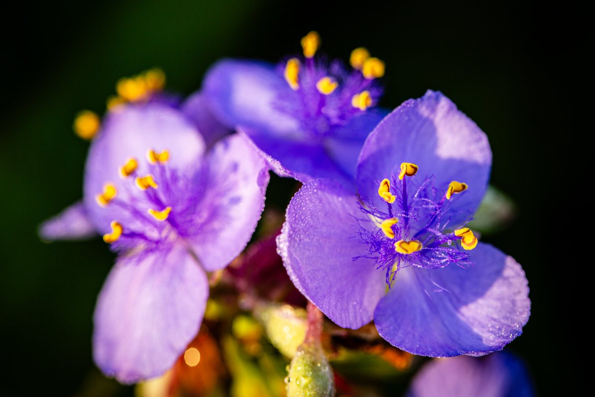 JohnGetchel's tweet image. Happy Friday everyone!
Let's see those beautiful flowers for Floral Friday!