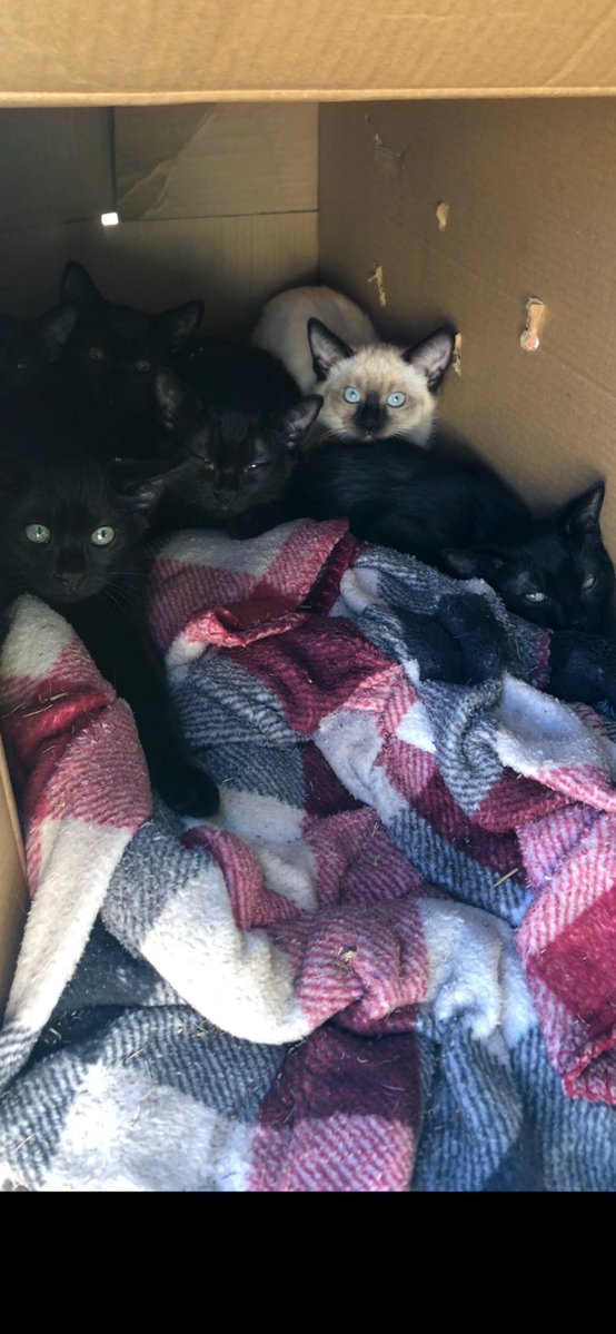 DaviddDenniss's tweet image. Five tame and abandoned 10 week old 🐱 where I work…. 😠😡 🐱🐱🐱🐱🐱