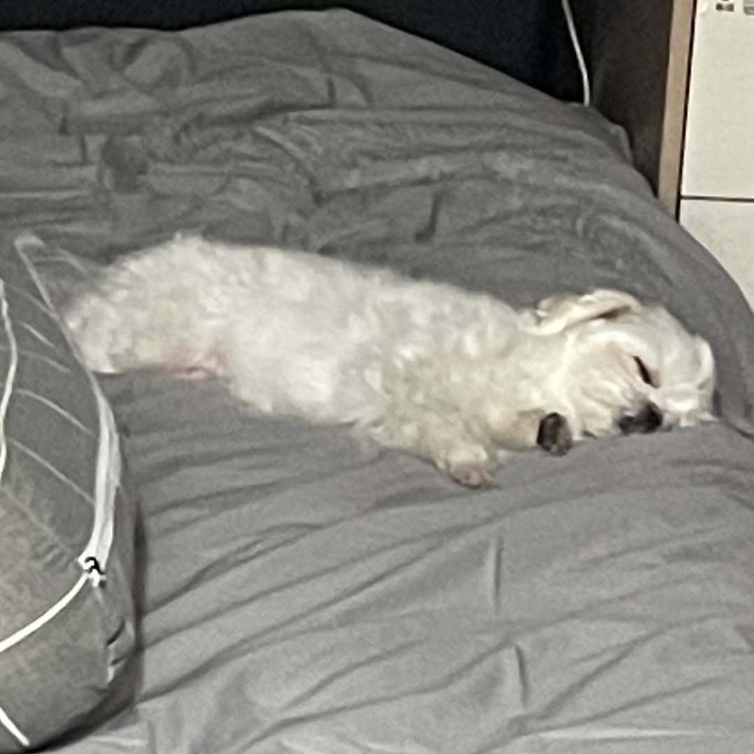 Minijae_Ars's tweet photo. Coco's IG Post 🐩

26/07/2025
@.b_ftaq : 
🔗 : https://t.co/Vu3Ch0zHRS

#코코 #최코코 #CoCo #ChoiCoCo
#영재 #YOUNGJAE #ARS 
@ChoiArs_YJ @YOUNGJAExArs https://t.co/KC7VCib2ak