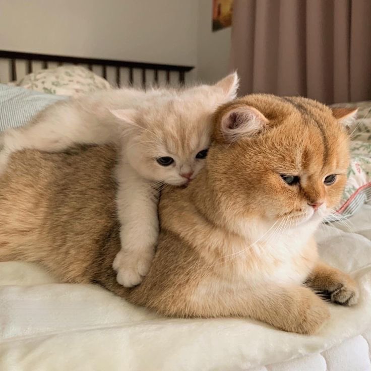 Life with a Cat tweet media