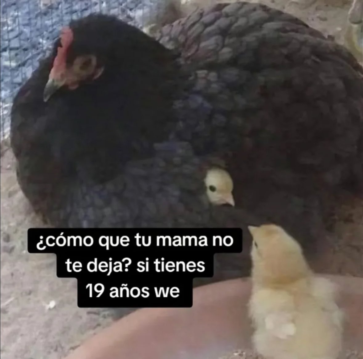memefeos's tweet image. 