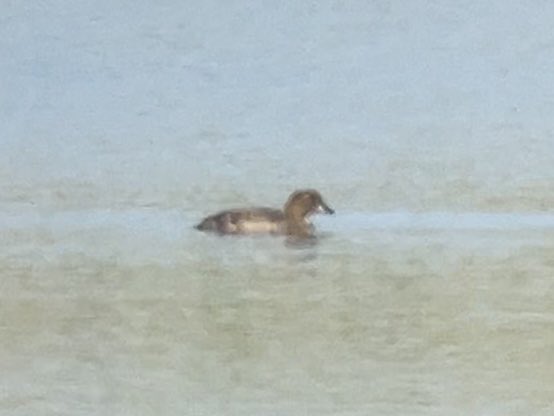 DavidWalsh22's tweet image. Spent the second half of today with my parents, having got up early and nipped to Aldeburgh for a couple of hours birding. Enjoyed watching four Ruddy Shelducks, an unseasonal Goldeneye then two juvenile Bearded Tits, all alongside another keen young Suffolk birder and his dad.