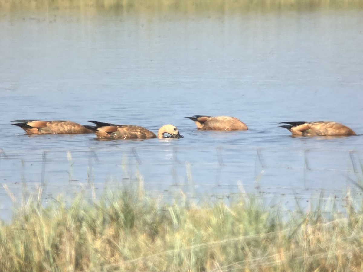 DavidWalsh22's tweet image. Spent the second half of today with my parents, having got up early and nipped to Aldeburgh for a couple of hours birding. Enjoyed watching four Ruddy Shelducks, an unseasonal Goldeneye then two juvenile Bearded Tits, all alongside another keen young Suffolk birder and his dad.