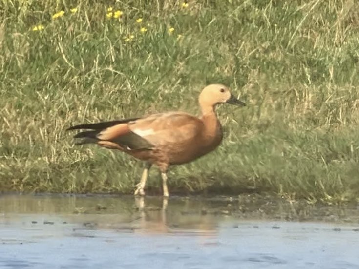 DavidWalsh22's tweet image. Spent the second half of today with my parents, having got up early and nipped to Aldeburgh for a couple of hours birding. Enjoyed watching four Ruddy Shelducks, an unseasonal Goldeneye then two juvenile Bearded Tits, all alongside another keen young Suffolk birder and his dad.