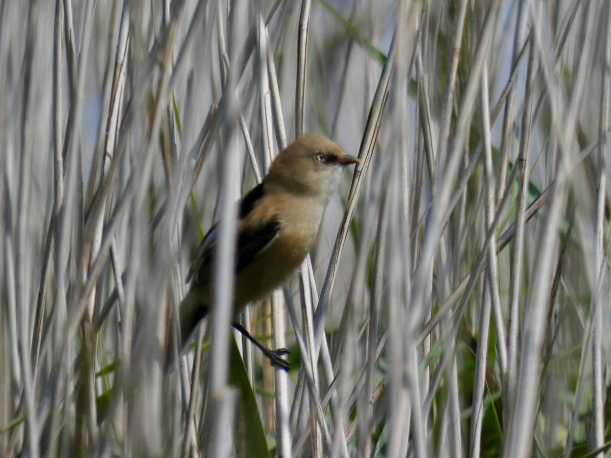 DavidWalsh22's tweet image. Spent the second half of today with my parents, having got up early and nipped to Aldeburgh for a couple of hours birding. Enjoyed watching four Ruddy Shelducks, an unseasonal Goldeneye then two juvenile Bearded Tits, all alongside another keen young Suffolk birder and his dad.