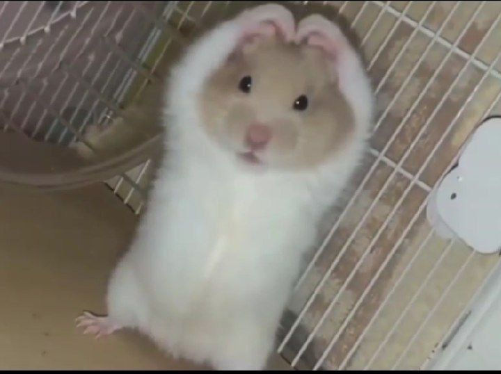 Hamsterie's tweet photo. https://t.co/8V65seYs6t