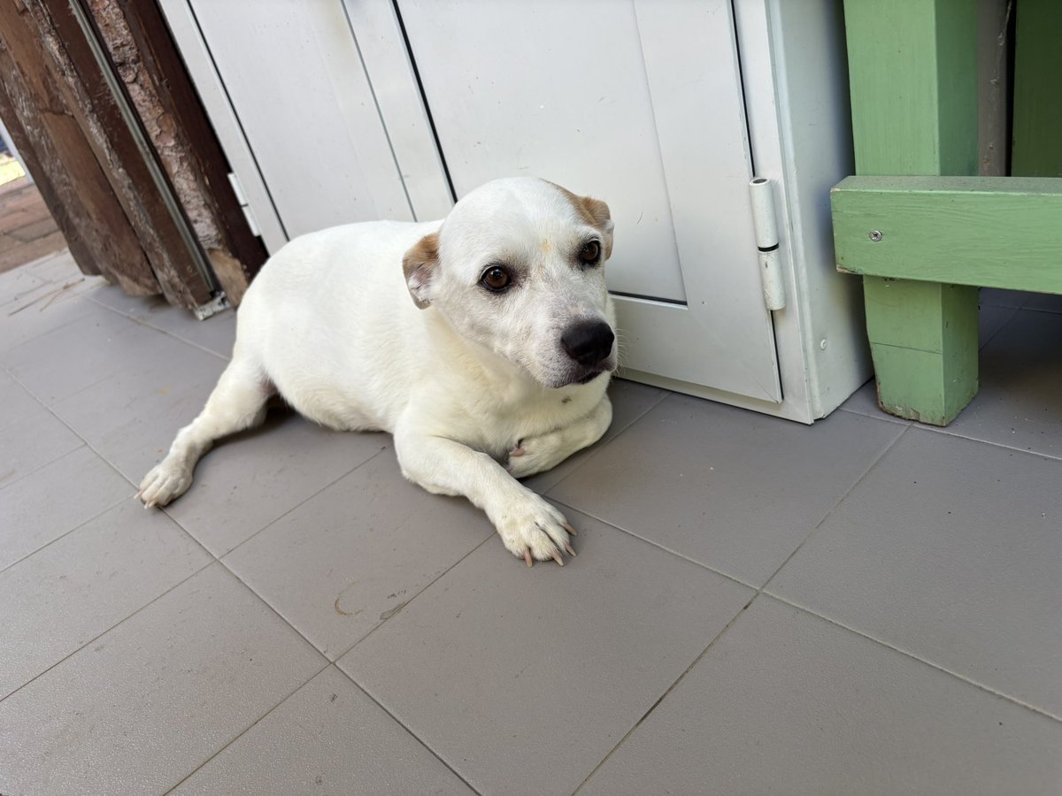 Lonefox1332's tweet image. You flew to heaven too after 13 years
Thank you for being a part of my life Cloe💔