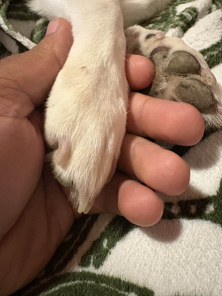 Lonefox1332's tweet image. You flew to heaven too after 13 years
Thank you for being a part of my life Cloe💔