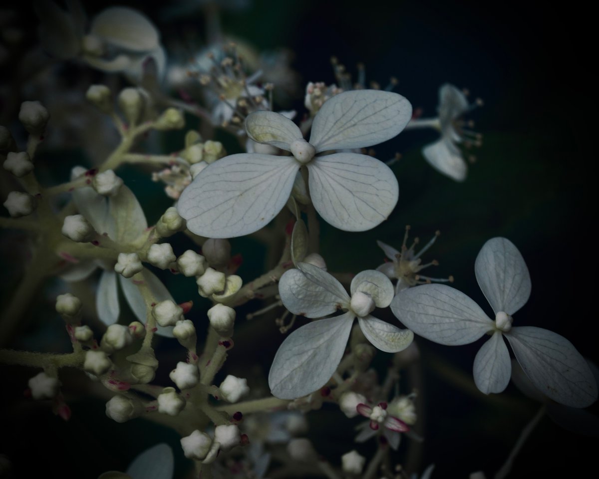 Dans la haie...
#Pontarlier #Doubs #franchecomté
25 juillet 2025
