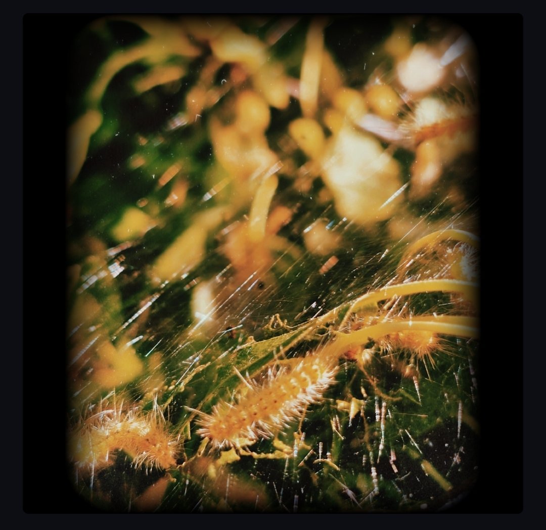 xSAMGADx's tweet image. 🌅 GM gang☕️🔥🫡 Everything is absolutely stunning today! ✨
The purpose of art is washing the dust of daily life off our souls.
Pablo Picasso
🌈 Hope & Beauty Wisdom: Look around you even in the digital realm, we're surrounded by pure magic.
Every NFT drop is someone's dream…