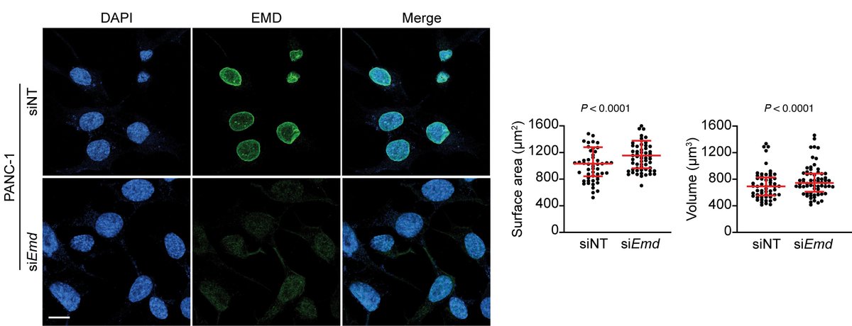 the_asci's tweet image. No small potatoes!
ASCI member Martin E. Fernandez-Zapico & team @MayoClinic identify the nuclear envelope protein Emerin as a regulator of nuclear size in KRAS-driven pancreatic cancer.
Complete report: insight.jci.org/articles/view/…