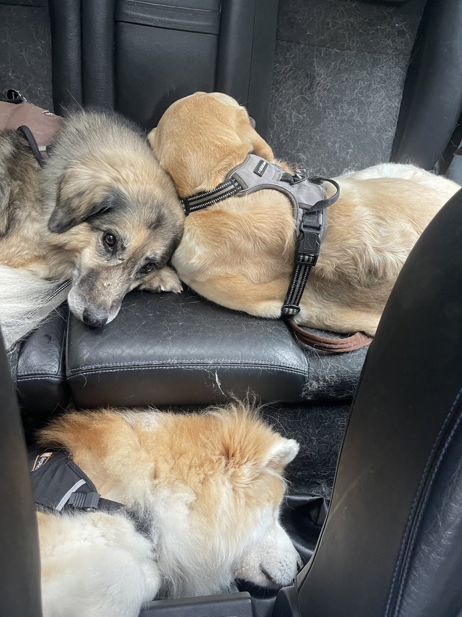 SavingStraysUK's tweet image. Happy Freedom Friday everyone from Freedom and her brofurs ๐ฉท๐ฉต๐ฉต #loveislove #Family #giveadogahome