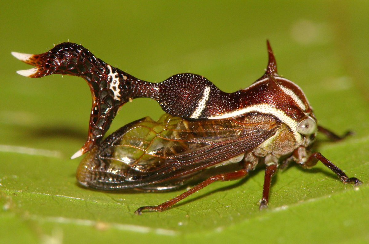 Tay (@biotay) on Twitter photo 1/2 Alienígenas con habilidades alienígenas
Resulta que las extrañísimas formas de los membrácidos tienen una función que también parece de ciencia ficción: les sirven para detectar la carga eléctrica de sus depredadores
(paper) pnas.org/doi/10.1073/pn… 1/2 Alienígenas con habilidades alienígenas
Resulta que las extrañísimas formas de los membrácidos tienen una función que también parece de ciencia ficción: les sirven para detectar la carga eléctrica de sus depredadores
(paper) pnas.org/doi/10.1073/pn…