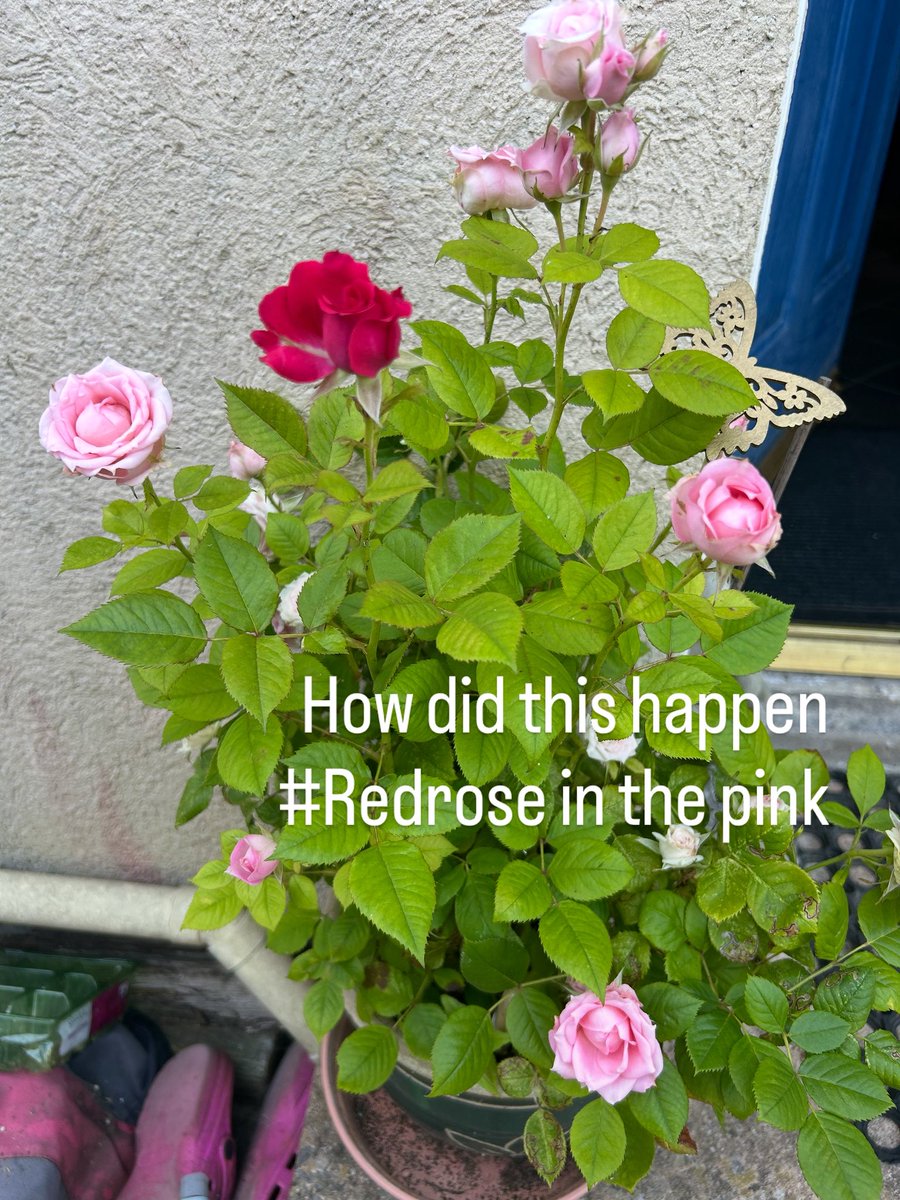 How did this red rose appear ???